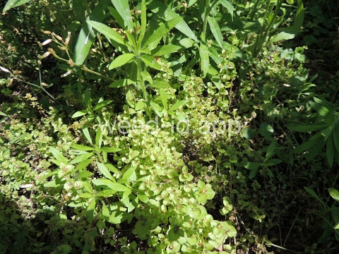 venuslookingglass, common